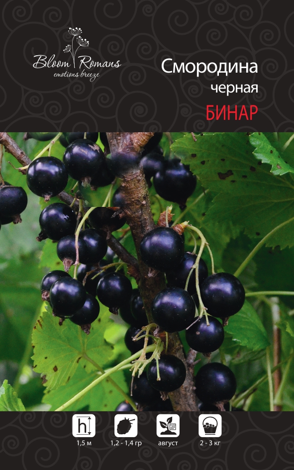 Смородина черная Бинар